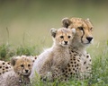 wild-animals - Cheetah Family wallpaper