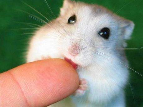 Cute-Baby-hamsters-2628881-460-345.jpg
