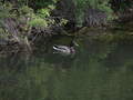 Duck on Lake - photography photo