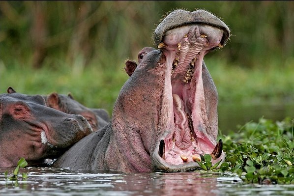 Hippo - Wild Animals Photo (2617501) - Fanpop