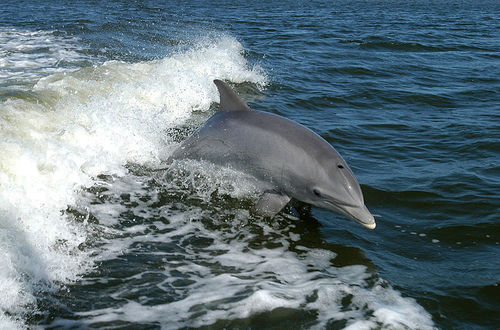  Swimming delfín
