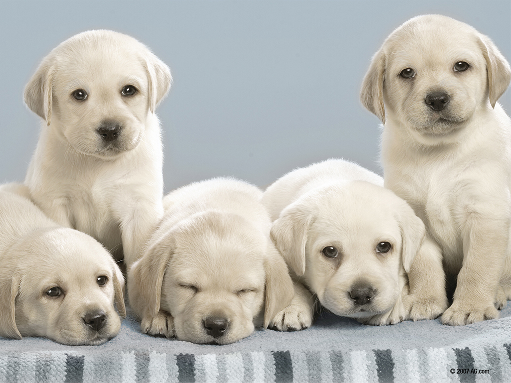 these-dogs-look-alot-like-my-yellow-lab-on-my-game-nintendogs