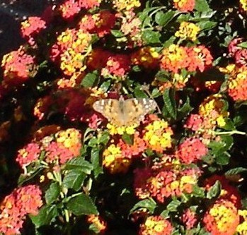  a beautiful butterfly, kipepeo