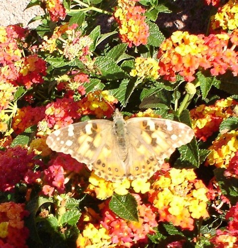  a beautiful vlinder