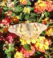 a beautiful butterfly - gardening photo