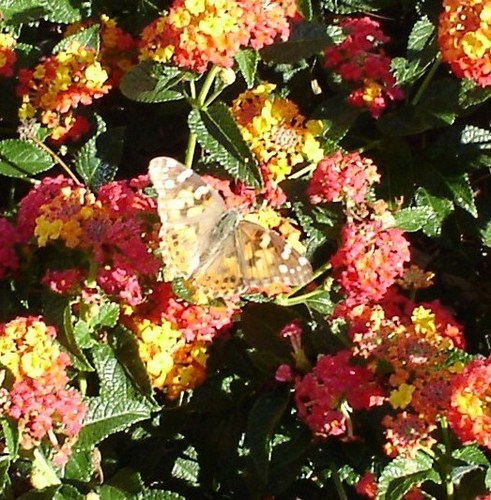 a beautiful butterfly