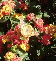 a beautiful butterfly - gardening photo