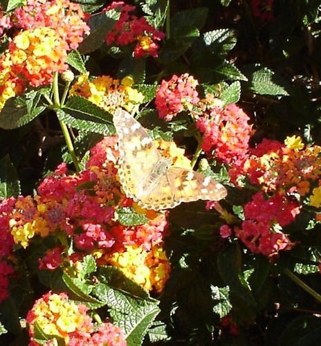  a beautiful kupu-kupu