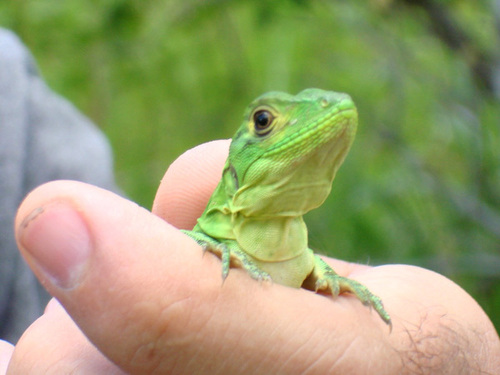  baby iguana