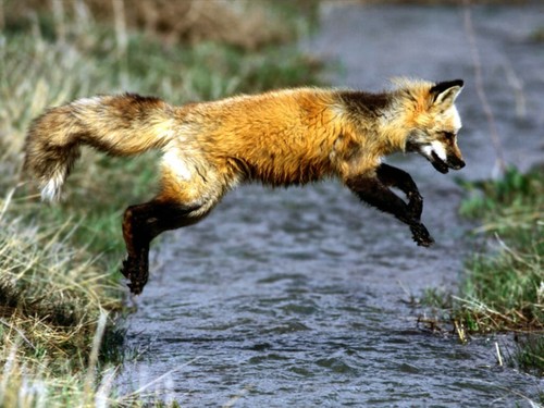  red 狐狸