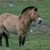  Przewalski's Horse