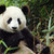  पांडा don't eat other animals, they eat Bambu