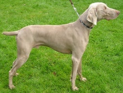  Dog Breed IQ: This sporting dog has a distinctive silver-gray coat...