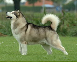  Dog Breed IQ: Identify this large, working dog (often mistaken for a Husky)...