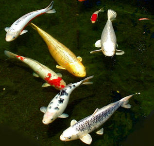  Koi is a fancy name for what fish?