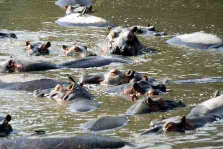A group of hippopotami is called a...?