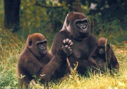  A group of gorillas is called a...?