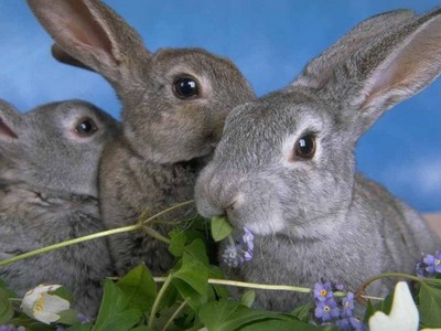 A group of rabbits is called a...?