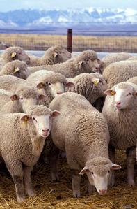 A group of sheep is called a...?