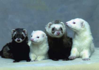 A group of ferrets is called a...?