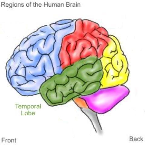  The temporal lobe, highlighted in GREEN, is the centre for what type of processing?