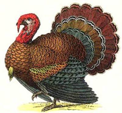  What country did turkeys come from?