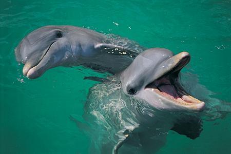  There are about ___ species, atau kinds, of dolphins.
