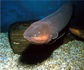 The electric eel can discharge how many volts of electricity?