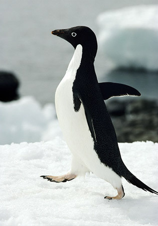 What other part of the world do penguins live in besides the South Pole?