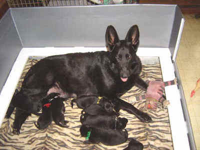  Pure black German Shepherds are called what?