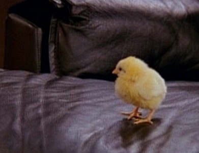 What is the chick's name?