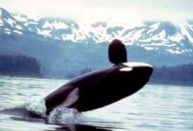  Killer whales travel in what?