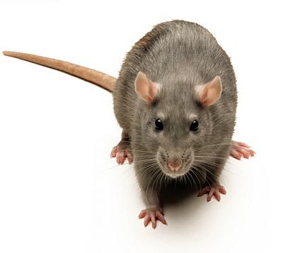 What is the name of the pet rat that House found in Stacy Warner's attic? 