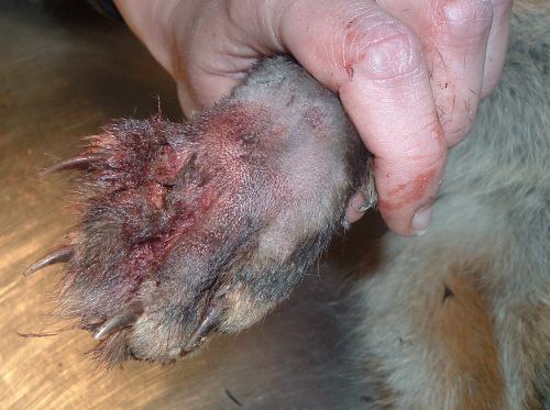  Fox's paw after caught in paw - image not mine