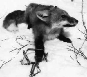  rubah, fox in trap - image not mine