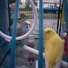 love birds Anusha photo