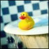Quack Quack Capng photo