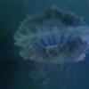 Its my jelly fish! FrenchHorn photo