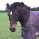 horsecrazy34's photo