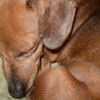 My dachshund. =] jamfan4 photo
