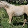 zoe my pony jesskek photo