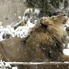 lion minxie photo