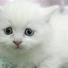 kitten!!! minxie photo