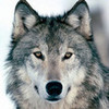 I LOVE wolves walker93 photo