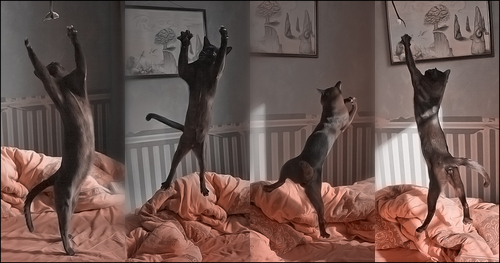  "Cat Ballet"
