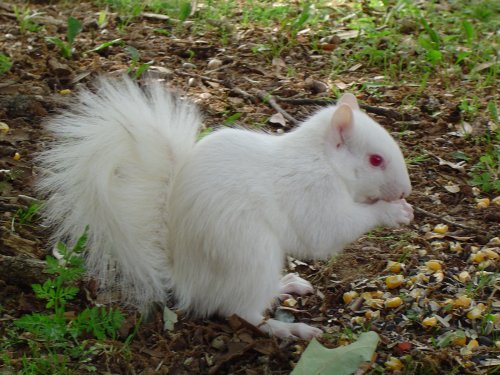  Albino écureuil