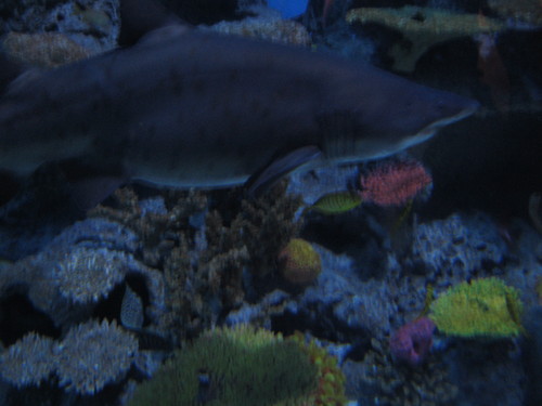  Aquarium in Tivoli, Denmark