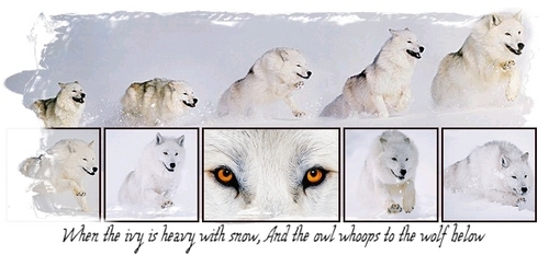  Arctic भेड़िया Banner