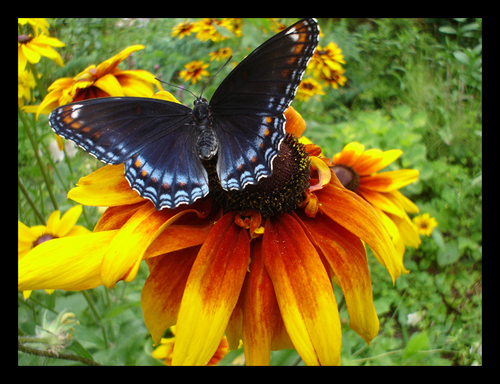  Black-Eyed con bướm, bướm