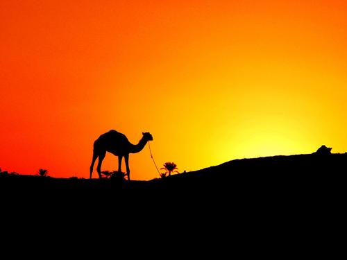  kameel, camel In The Sunset